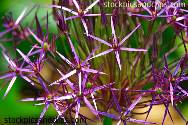 Flowers Pointed Purple Petals