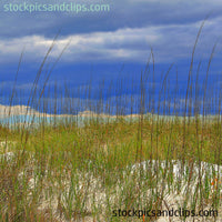 Grassy Dunes at the Beach (72dpi)