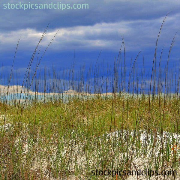 Grassy Dunes at the Beach (72dpi)