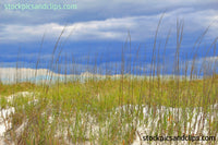 Grassy Dunes at the Beach