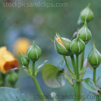 Green Rose Buds (Square)