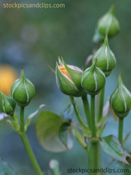 Green Rose Buds (Phainting)