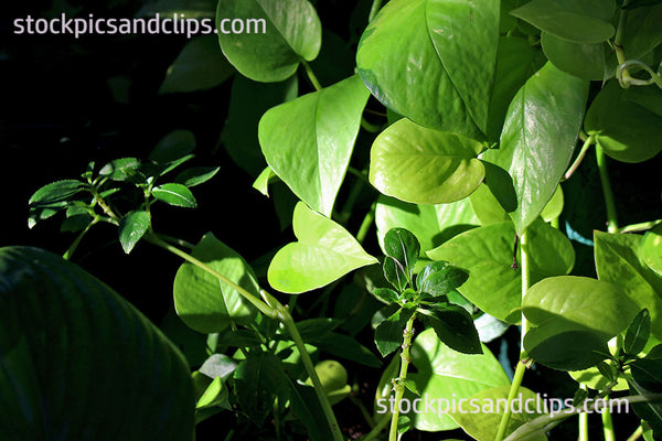 Green Leaves Dark Background