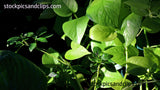 Green Leaves Dark Background