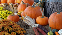 Harvest Pumpkin Vignette