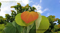 Heart Leaf ♥'s in Nature