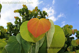 Heart Leaf ♥'s in Nature