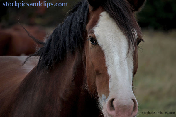 Horse Printable 6'x 4'