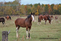 Horse Team Leader