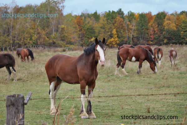 Horse Team Leader