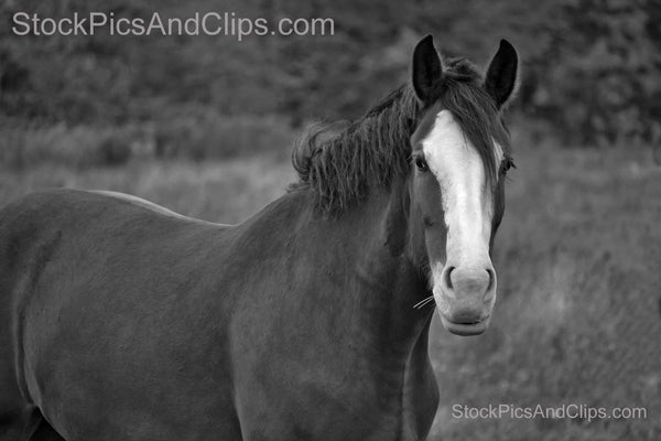 Horse Beauty, Black & White