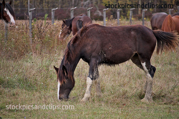 Horse on the Farm