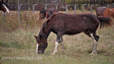 Horse on the Farm