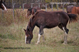 Horse on the Farm