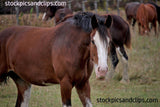 Horse Whaa
