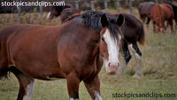 Horse Whaa