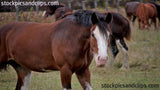 Horse Whaa