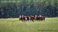 Get Your Horses in a Row (72dpi)