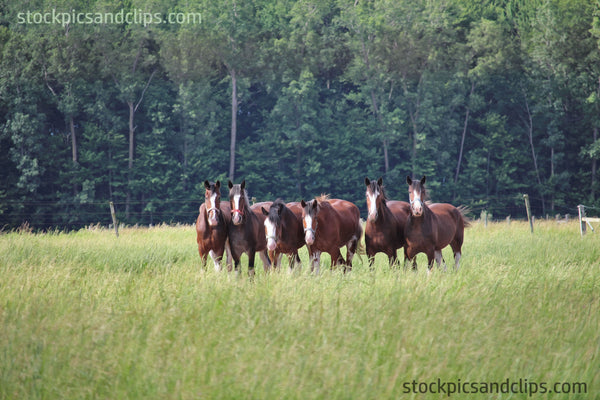 Get Your Horses in a Row