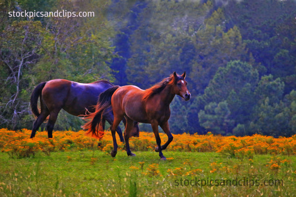 Horses on a Hot Day