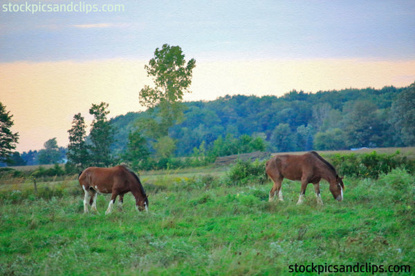 Horses Graze