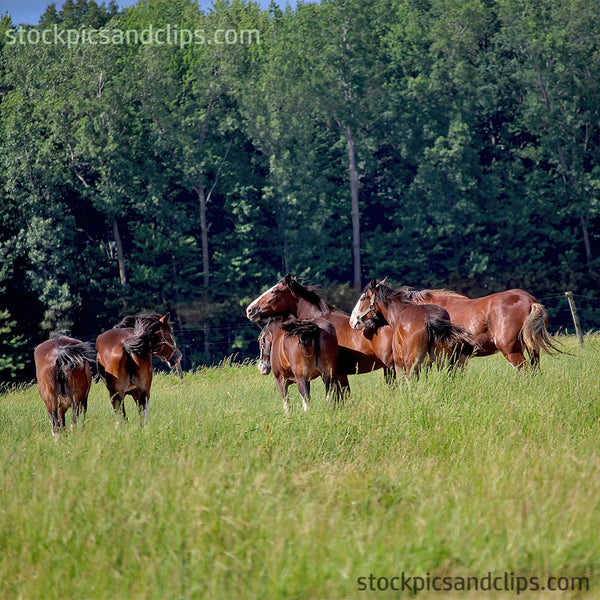 Horses in a Field 72dpi