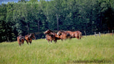 Horses in a Field 72dpi