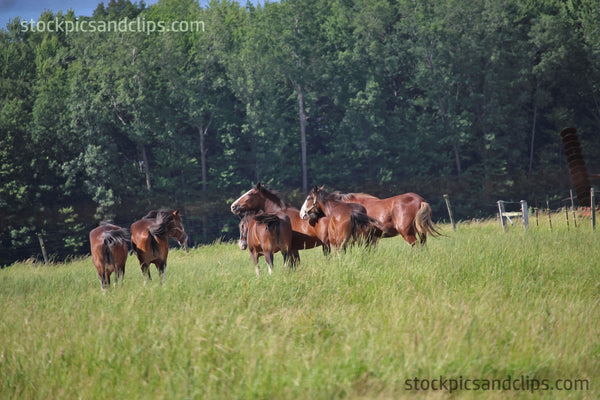 Horses in a Field