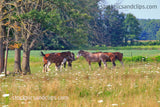 Horses in a Field Gather Under a Tree