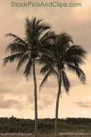 Two Palm Trees, Sepia