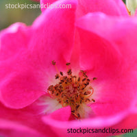 Flower and Stamen