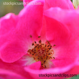 Flower and Stamen