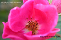 Flower and Stamen