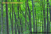 Inside the Tunnel of Trees