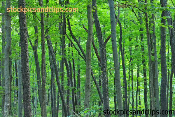 Inside the Tunnel of Trees