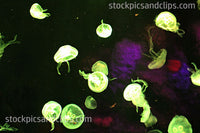 Jellyfish in a Tank Floating