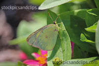 Leafy Bug Cute