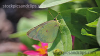 Leafy Bug Cute