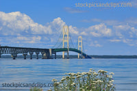 Mackinac Bridge and Wild Flowers