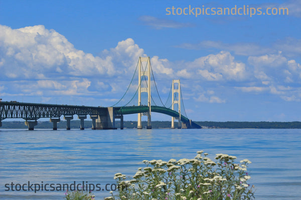 Mackinac Bridge and Wild Flowers