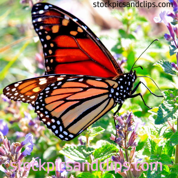 Monarch Butterfly Art (Square)