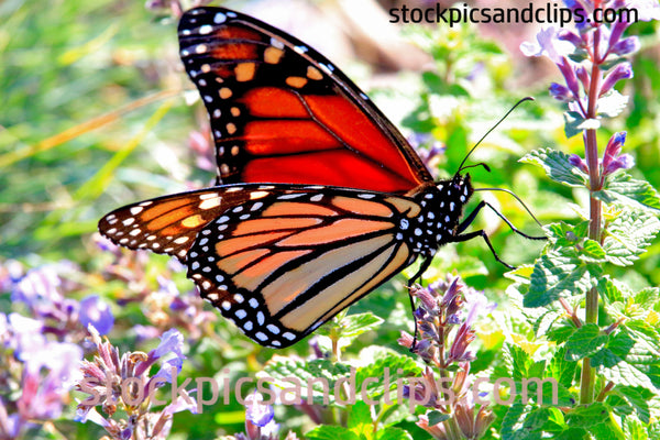 Monarch Butterfly Colorful Art from Nature