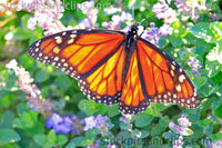 Monarch Butterfly