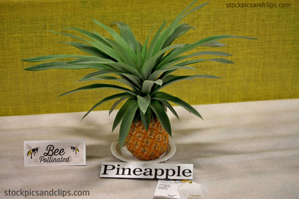 State Fair Pineapple