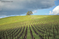 Northern California Inland Wine Country Hills