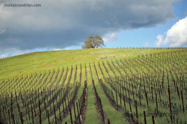 Northern California Inland Wine Country Hills