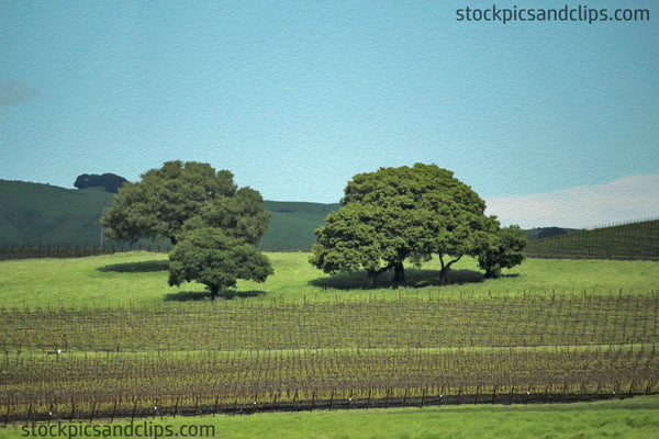 Northern California Inland Roadside Vineyard Wine Country