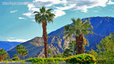 Palm Springs California Palm Trees