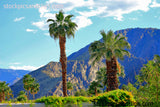 Palm Springs California Palm Trees