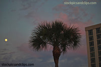 Palm Tree Early Evening